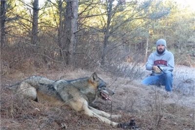 Матерого волка попавшего в капкан отпустил охотник