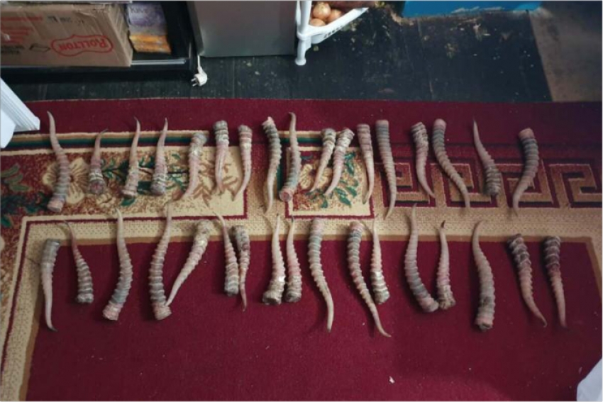 Более 100 сайгачьих рогов обнаружили у жителя одного из сел Атырауской области