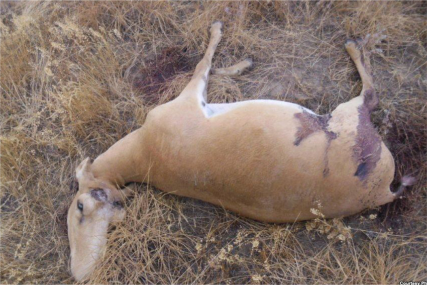 Браконьеры убили 50 сайгаков в Коргалжынском заповеднике